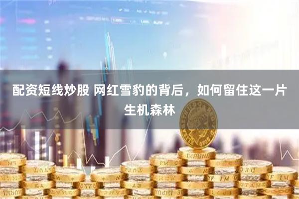 配资短线炒股 网红雪豹的背后，如何留住这一片生机森林